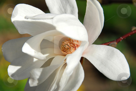 To use this stock image in your creative project, please select the size you need over to the right and click the "Add to Cart" button.
Your downloaded image will come with the Cutcaster watermark removed so don’t worry about the watermark you see on this page. Magnolia flower stock photo, Magnolia flower macro by Elena Elisseeva
