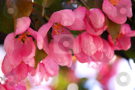 To use this stock image in your creative project, please select the size you need over to the right and click the "Add to Cart" button.
Your downloaded image will come with the Cutcaster watermark removed so don’t worry about the watermark you see on this page. Apple blossom stock photo, Pink blossom of an apple tree with rain drops by Elena Elisseeva