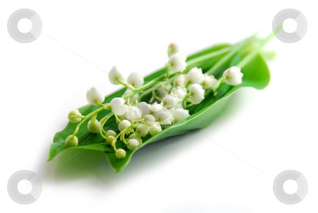 To use this stock image in your creative project, please select the size you need over to the right and click the "Add to Cart" button.
Your downloaded image will come with the Cutcaster watermark removed so don’t worry about the watermark you see on this page. Lily-of-the-valley on white stock photo, Lily-of-the-valley on white background by Elena Elisseeva