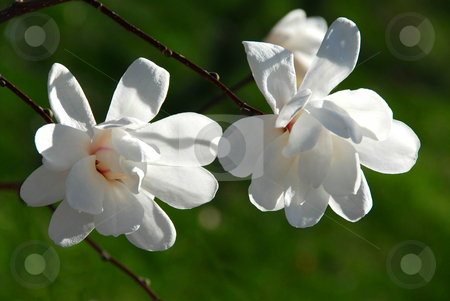 To use this stock image in your creative project, please select the size you need over to the right and click the "Add to Cart" button.
Your downloaded image will come with the Cutcaster watermark removed so don’t worry about the watermark you see on this page. Magnolia flowers stock photo, Two magnolia flowers closeup by Elena Elisseeva