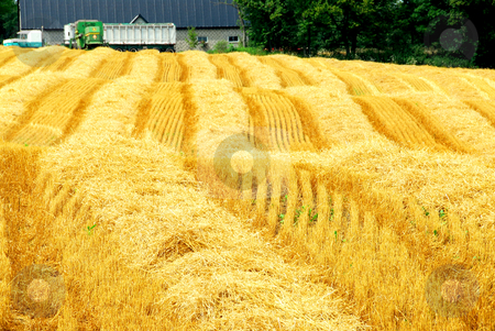 To use this stock image in your creative project, please select the size you need over to the right and click the "Add to Cart" button.
Your downloaded image will come with the Cutcaster watermark removed so don’t worry about the watermark you see on this page. Harvest farm field stock photo, Farm field with yellow harvested grain and farmhouse by Elena Elisseeva