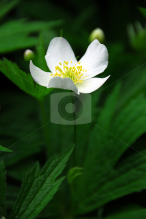 To use this stock image in your creative project, please select the size you need over to the right and click the "Add to Cart" button.
Your downloaded image will come with the Cutcaster watermark removed so don’t worry about the watermark you see on this page. Wood anemone stock photo, Spring wild flower wood anemone close up by Elena Elisseeva