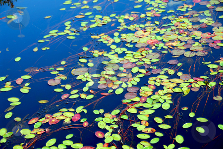 To use this stock image in your creative project, please select the size you need over to the right and click the "Add to Cart" button.
Your downloaded image will come with the Cutcaster watermark removed so don’t worry about the watermark you see on this page. Lily pads stock photo, Lily pads on blue water by Elena Elisseeva