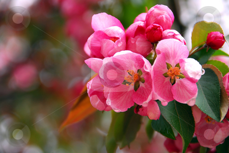 To use this stock image in your creative project, please select the size you need over to the right and click the "Add to Cart" button.
Your downloaded image will come with the Cutcaster watermark removed so don’t worry about the watermark you see on this page. Apple blossom stock photo, Pink apple blossom close up in spring orchard by Elena Elisseeva