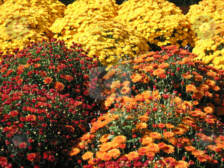 To use this stock image in your creative project, please select the size you need over to the right and click the "Add to Cart" button.
Your downloaded image will come with the Cutcaster watermark removed so don’t worry about the watermark you see on this page. Colorful fall mums stock photo, A field of bright red, orange and yellow autumn mums by Elena Elisseeva
