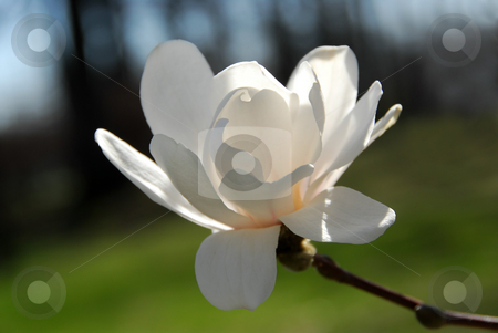 To use this stock image in your creative project, please select the size you need over to the right and click the "Add to Cart" button.
Your downloaded image will come with the Cutcaster watermark removed so don’t worry about the watermark you see on this page. Magnolia flower stock photo, Backlit magnolia flower closeup by Elena Elisseeva