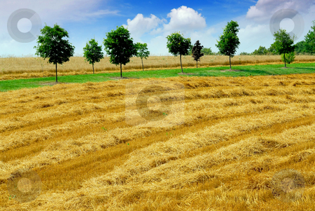 To use this stock image in your creative project, please select the size you need over to the right and click the "Add to Cart" button.
Your downloaded image will come with the Cutcaster watermark removed so don’t worry about the watermark you see on this page. Harvest grain field stock photo, Farm field with yellow harvested grain by Elena Elisseeva