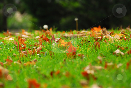 To use this stock image in your creative project, please select the size you need over to the right and click the "Add to Cart" button.
Your downloaded image will come with the Cutcaster watermark removed so don’t worry about the watermark you see on this page. Leaves in grass stock photo, Natural background of fallen autumn maple leaves in grass by Elena Elisseeva