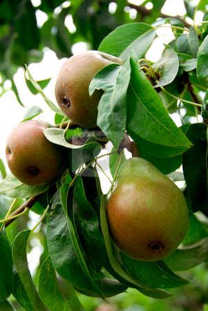 To use this stock image in your creative project, please select the size you need over to the right and click the "Add to Cart" button.
Your downloaded image will come with the Cutcaster watermark removed so don’t worry about the watermark you see on this page. Pears stock photo, Pears on a branch of a pear tree in orchard by Elena Elisseeva