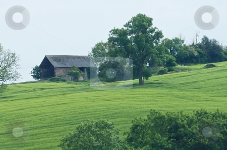 To use this stock image in your creative project, please select the size you need over to the right and click the "Add to Cart" button.
Your downloaded image will come with the Cutcaster watermark removed so don’t worry about the watermark you see on this page. Old Barn and green field stock photo, Old farm barn on rolling hill with green field and large tree by Stefan Edwards