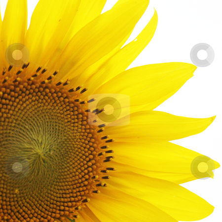 To use this stock image in your creative project, please select the size you need over to the right and click the "Add to Cart" button.
Your downloaded image will come with the Cutcaster watermark removed so don’t worry about the watermark you see on this page. Sunflower stock photo, Close up of a bright yellow sunflower by Nathan Smith