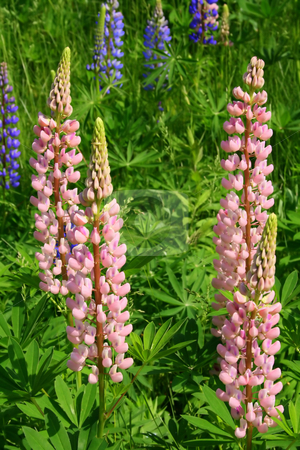 To use this stock image in your creative project, please select the size you need over to the right and click the "Add to Cart" button.
Your downloaded image will come with the Cutcaster watermark removed so don’t worry about the watermark you see on this page. Spikes of Pink Wild Lupines stock photo, Bold pink spikes of wild lupines blooming in summer by Tom and Beth Pulsipher