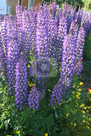 To use this stock image in your creative project, please select the size you need over to the right and click the "Add to Cart" button.
Your downloaded image will come with the Cutcaster watermark removed so don’t worry about the watermark you see on this page. Tall Wild Lupines stock photo, Tall wild purple lupines in the sun by Tom and Beth Pulsipher