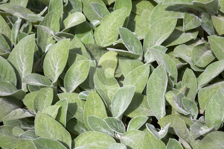 To use this stock image in your creative project, please select the size you need over to the right and click the "Add to Cart" button.
Your downloaded image will come with the Cutcaster watermark removed so don’t worry about the watermark you see on this page. Lamb's Ear leaves stock photo, A low grower that is good for edging borders and it grows fast and spreads quickly. Soft, fuzzy gray leaves. Small purple flowers bloom from thick erect stems. by Mitch Aunger