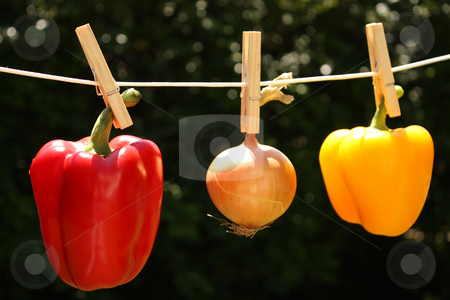 To use this stock image in your creative project, please select the size you need over to the right and click the "Add to Cart" button.
Your downloaded image will come with the Cutcaster watermark removed so don’t worry about the watermark you see on this page. Cleaning food stock photo, A concept shot relating to organic and healthy eathing, and chemical and pesticide use. A yellow bell pepper, a red bell pepper, and an onion hung on a clothesline with wooden pegs. by Jessica Tooley