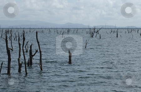 To use this stock image in your creative project, please select the size you need over to the right and click the "Add to Cart" button.
Your downloaded image will come with the Cutcaster watermark removed so don’t worry about the watermark you see on this page. Lake Afobaka stock photo, Lake afobaka in Surinam with the stakes that are typical for the lake. by Claudia Van Dijk