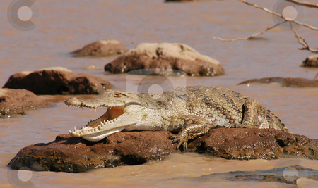 To use this stock image in your creative project, please select the size you need over to the right and click the "Add to Cart" button.
Your downloaded image will come with the Cutcaster watermark removed so don’t worry about the watermark you see on this page. Lazy Crocodile stock photo, Crocodile lying on a rock in lake Baringo by Claudia Van Dijk