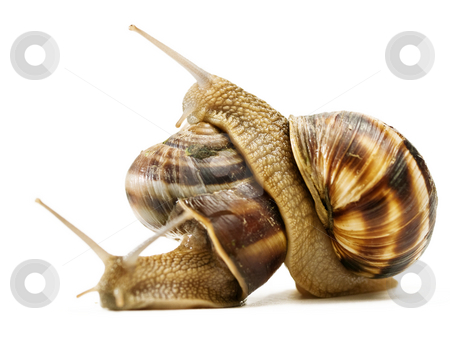 To use this stock image in your creative project, please select the size you need over to the right and click the "Add to Cart" button.
Your downloaded image will come with the Cutcaster watermark removed so don’t worry about the watermark you see on this page. Two snails stock photo, Two snails macro crawling on top of each other by Adrian Costea