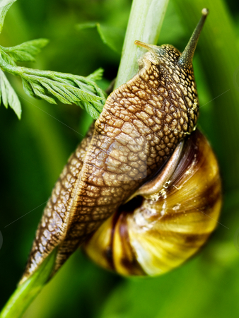 To use this stock image in your creative project, please select the size you need over to the right and click the "Add to Cart" button.
Your downloaded image will come with the Cutcaster watermark removed so don’t worry about the watermark you see on this page. Snail stock photo, Snail macro on a grass stem crawling by Adrian Costea