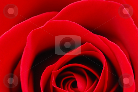 To use this stock image in your creative project, please select the size you need over to the right and click the "Add to Cart" button.
Your downloaded image will come with the Cutcaster watermark removed so don’t worry about the watermark you see on this page. Red rose stock photo, Macro image of a beautiful red rose by Elena Elisseeva