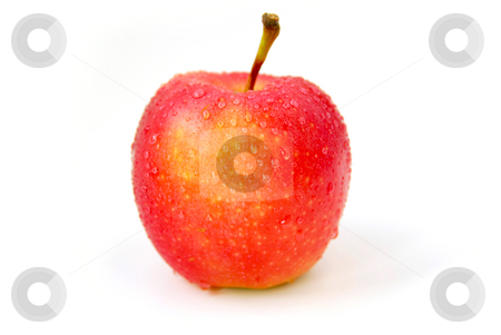 To use this stock image in your creative project, please select the size you need over to the right and click the "Add to Cart" button.
Your downloaded image will come with the Cutcaster watermark removed so don’t worry about the watermark you see on this page. Red apple stock photo, One red apple with water droplets on white background by Elena Elisseeva