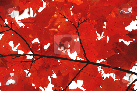 To use this stock image in your creative project, please select the size you need over to the right and click the "Add to Cart" button.
Your downloaded image will come with the Cutcaster watermark removed so don’t worry about the watermark you see on this page. Red maple leaves stock photo, Bright red fall maple leaves by Elena Elisseeva