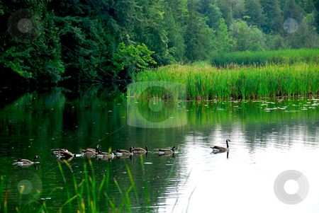 To use this stock image in your creative project, please select the size you need over to the right and click the "Add to Cart" button.
Your downloaded image will come with the Cutcaster watermark removed so don’t worry about the watermark you see on this page. River landscape stock photo, River landscape with flock of canada geese swimming in still water by Elena Elisseeva