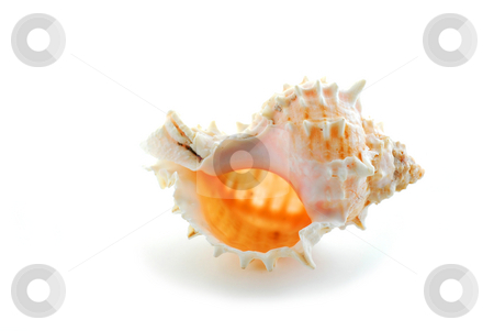 To use this stock image in your creative project, please select the size you need over to the right and click the "Add to Cart" button.
Your downloaded image will come with the Cutcaster watermark removed so don’t worry about the watermark you see on this page. Sea shell stock photo, Sea shell on white background by Elena Elisseeva