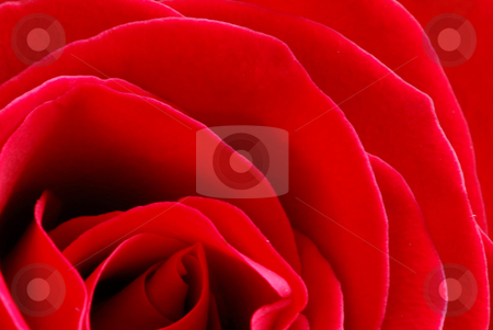 To use this stock image in your creative project, please select the size you need over to the right and click the "Add to Cart" button.
Your downloaded image will come with the Cutcaster watermark removed so don’t worry about the watermark you see on this page. Red rose stock photo, Macro image of a beautiful red rose by Elena Elisseeva