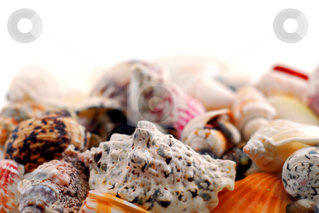 To use this stock image in your creative project, please select the size you need over to the right and click the "Add to Cart" button.
Your downloaded image will come with the Cutcaster watermark removed so don’t worry about the watermark you see on this page. Sea shells stock photo, Sea shells in perspective by Elena Elisseeva