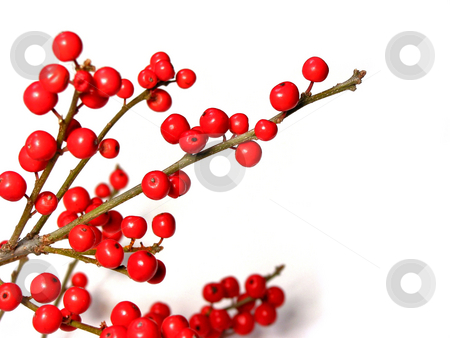To use this stock image in your creative project, please select the size you need over to the right and click the "Add to Cart" button.
Your downloaded image will come with the Cutcaster watermark removed so don’t worry about the watermark you see on this page. Red christmas berries stock photo, Berry tree christmas decoration on white background by Elena Elisseeva