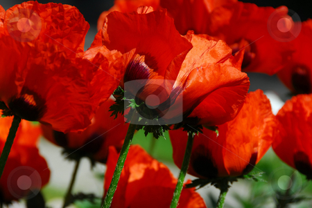 To use this stock image in your creative project, please select the size you need over to the right and click the "Add to Cart" button.
Your downloaded image will come with the Cutcaster watermark removed so don’t worry about the watermark you see on this page. Island poppies close stock photo, Big Island poppies growing in a garden, closeup by Elena Elisseeva