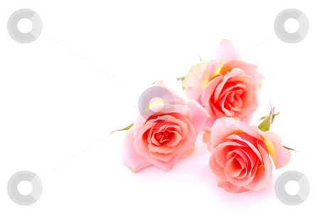 To use this stock image in your creative project, please select the size you need over to the right and click the "Add to Cart" button.
Your downloaded image will come with the Cutcaster watermark removed so don’t worry about the watermark you see on this page. Pink roses stock photo, Three pink roses on white background with space for copy by Elena Elisseeva