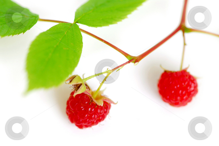 To use this stock image in your creative project, please select the size you need over to the right and click the "Add to Cart" button.
Your downloaded image will come with the Cutcaster watermark removed so don’t worry about the watermark you see on this page. Raspberry branch white stock photo, Macro of raspberry branch on white background by Elena Elisseeva