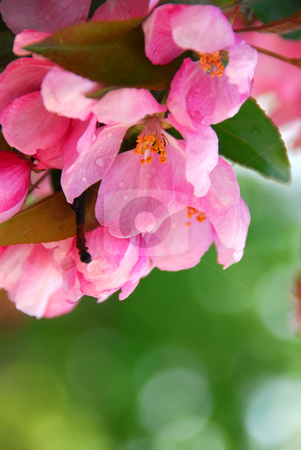 To use this stock image in your creative project, please select the size you need over to the right and click the "Add to Cart" button.
Your downloaded image will come with the Cutcaster watermark removed so don’t worry about the watermark you see on this page. Apple blossom stock photo, Pink blossom of an apple tree with rain drops by Elena Elisseeva