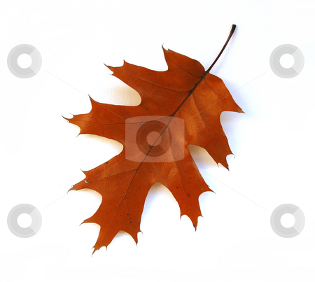 To use this stock image in your creative project, please select the size you need over to the right and click the "Add to Cart" button.
Your downloaded image will come with the Cutcaster watermark removed so don’t worry about the watermark you see on this page. Fall oak leaf on white background stock photo, Isolated fall oak leaf on white background by Elena Elisseeva