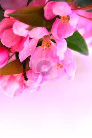 To use this stock image in your creative project, please select the size you need over to the right and click the "Add to Cart" button.
Your downloaded image will come with the Cutcaster watermark removed so don’t worry about the watermark you see on this page. Apple blossom stock photo, Pink blossom of an apple tree with rain drops, white space for copy by Elena Elisseeva