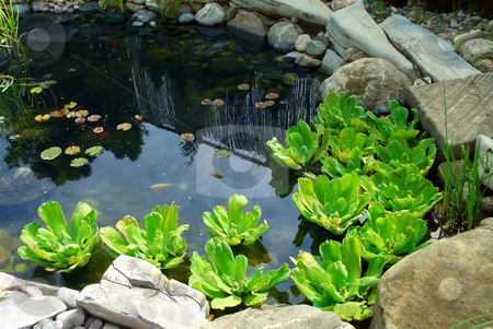 To use this stock image in your creative project, please select the size you need over to the right and click the "Add to Cart" button.
Your downloaded image will come with the Cutcaster watermark removed so don’t worry about the watermark you see on this page. Pond stock photo, Natural stone pond as landscaping design element by Elena Elisseeva