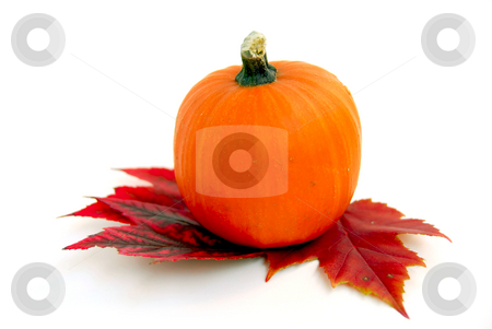 To use this stock image in your creative project, please select the size you need over to the right and click the "Add to Cart" button.
Your downloaded image will come with the Cutcaster watermark removed so don’t worry about the watermark you see on this page. Mini pumpkin stock photo, Mini pumpkin with autumn leaves on white background by Elena Elisseeva