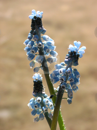 To use this stock image in your creative project, please select the size you need over to the right and click the "Add to Cart" button.
Your downloaded image will come with the Cutcaster watermark removed so don’t worry about the watermark you see on this page. Grape hyacinth stock photo, Grape hyacinth, or muskari, closeup with dew drops by Elena Elisseeva