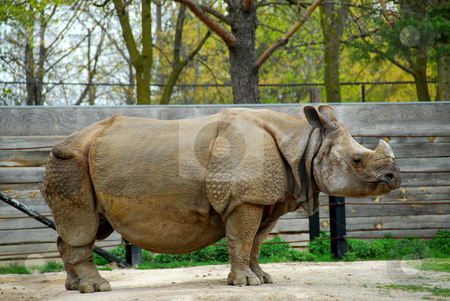 To use this stock image in your creative project, please select the size you need over to the right and click the "Add to Cart" button.
Your downloaded image will come with the Cutcaster watermark removed so don’t worry about the watermark you see on this page. Rhinoceros stock photo, African white rhinoceros by Elena Elisseeva