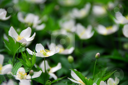To use this stock image in your creative project, please select the size you need over to the right and click the "Add to Cart" button.
Your downloaded image will come with the Cutcaster watermark removed so don’t worry about the watermark you see on this page. Wood anemones stock photo, Spring wild flowers wood anemones close up by Elena Elisseeva