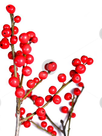 To use this stock image in your creative project, please select the size you need over to the right and click the "Add to Cart" button.
Your downloaded image will come with the Cutcaster watermark removed so don’t worry about the watermark you see on this page. Red christmas berries on white 4 stock photo, Berry tree christmas decoration isolated on white background by Elena Elisseeva