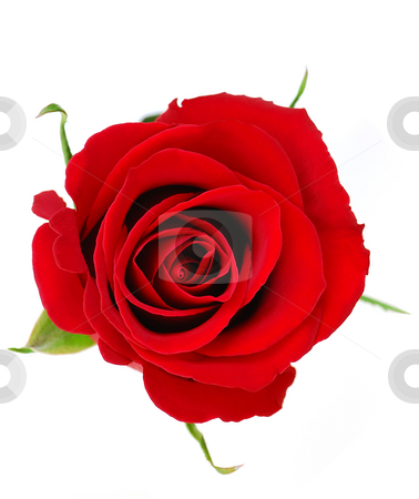 To use this stock image in your creative project, please select the size you need over to the right and click the "Add to Cart" button.
Your downloaded image will come with the Cutcaster watermark removed so don’t worry about the watermark you see on this page. Red rose stock photo, Top view of a red rose blossom isolated on white background by Elena Elisseeva