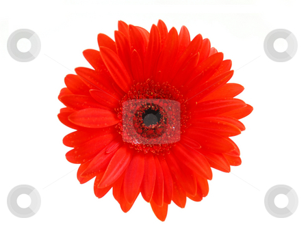 To use this stock image in your creative project, please select the size you need over to the right and click the "Add to Cart" button.
Your downloaded image will come with the Cutcaster watermark removed so don’t worry about the watermark you see on this page. Red gerbera flower stock photo, Red gerbera flower on white background, top view by Elena Elisseeva