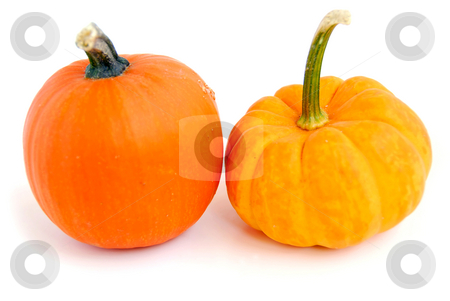 To use this stock image in your creative project, please select the size you need over to the right and click the "Add to Cart" button.
Your downloaded image will come with the Cutcaster watermark removed so don’t worry about the watermark you see on this page. Mini pumpkin stock photo, Two mini pumpkins on white background by Elena Elisseeva
