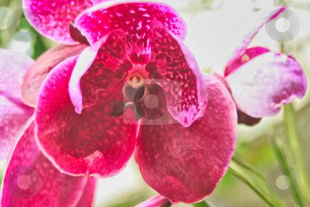 To use this stock image in your creative project, please select the size you need over to the right and click the "Add to Cart" button.
Your downloaded image will come with the Cutcaster watermark removed so don’t worry about the watermark you see on this page. Beautiful Iris Flower stock photo, A macro shot of a pink Iris flower by Kevin Tietz