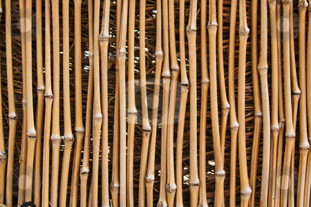 To use this stock image in your creative project, please select the size you need over to the right and click the "Add to Cart" button.
Your downloaded image will come with the Cutcaster watermark removed so don’t worry about the watermark you see on this page. Bamboo Texture stock photo, Photo of a bamboo fence that is for textures or other uses. by Kevin Tietz