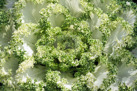 To use this stock image in your creative project, please select the size you need over to the right and click the "Add to Cart" button.
Your downloaded image will come with the Cutcaster watermark removed so don’t worry about the watermark you see on this page. Ornamental Cabbage stock photo, A close up detailed shot of Ornamental Cabbage by Kevin Tietz