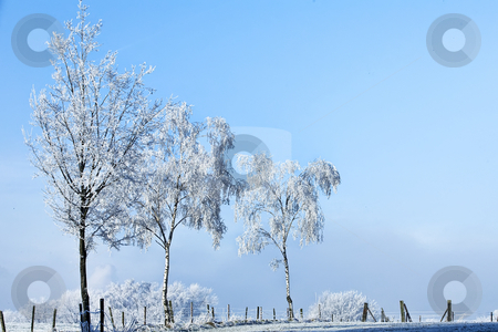To use this stock image in your creative project, please select the size you need over to the right and click the "Add to Cart" button.
Your downloaded image will come with the Cutcaster watermark removed so don’t worry about the watermark you see on this page. Winter landscape three high trees full of ice stock photo, Three high trees full of ice in a winter landscape by Frenk and Danielle Kaufmann